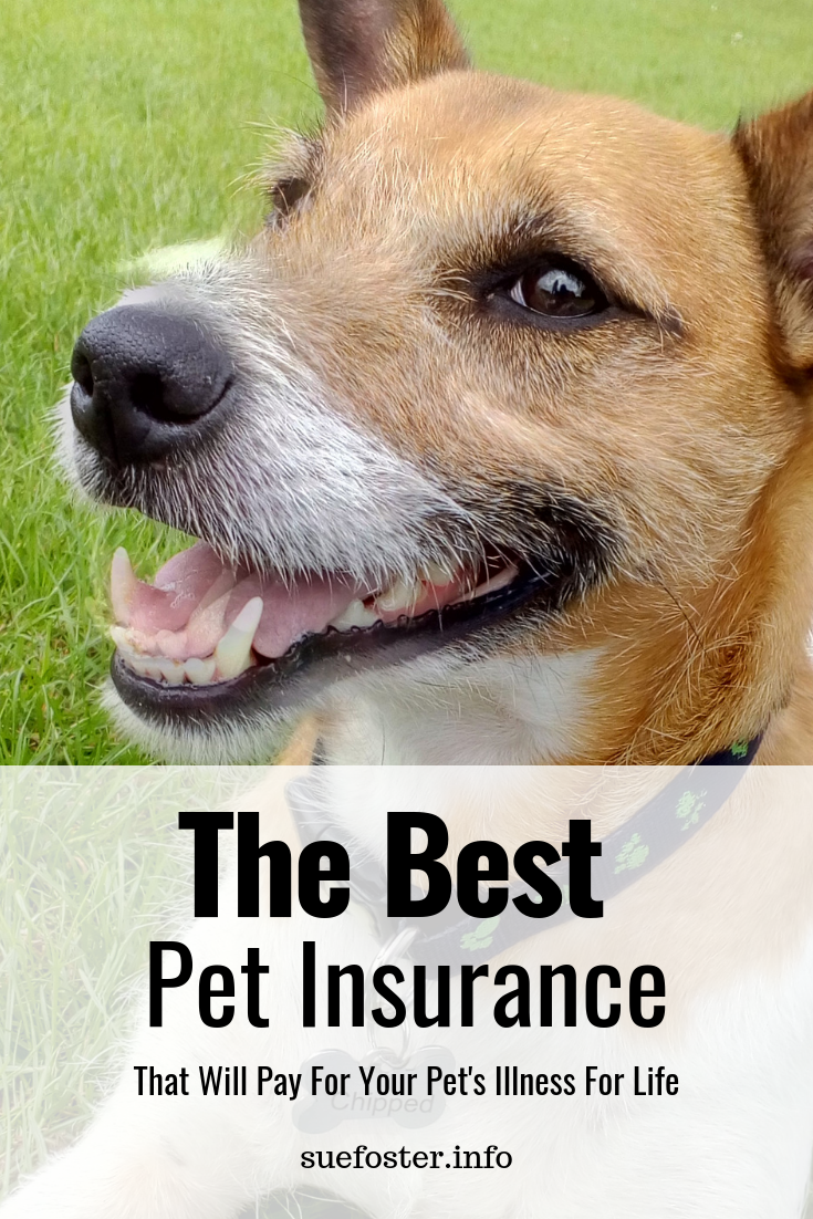 The best pet insurance that will pay for your pet’s illness for life