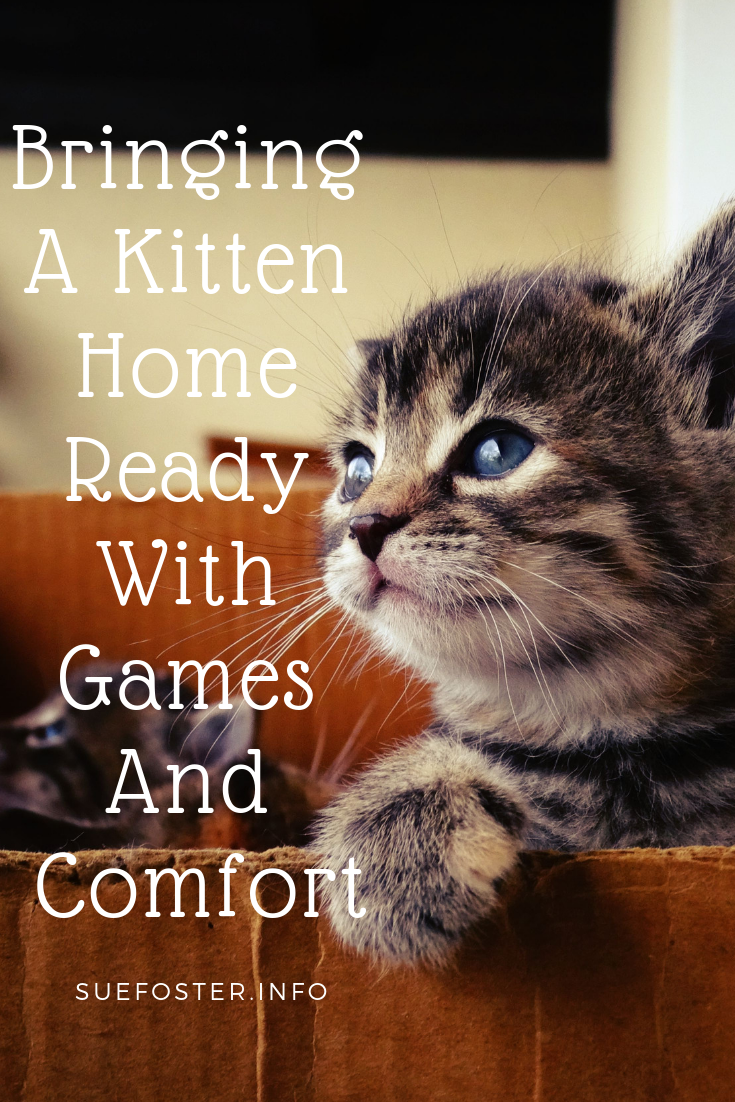 Bringing A Kitten Home Ready With Games And Comfort (1)
