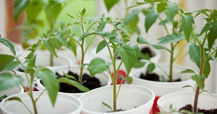 5 Easy Vegetables to Grow in Your Garden
