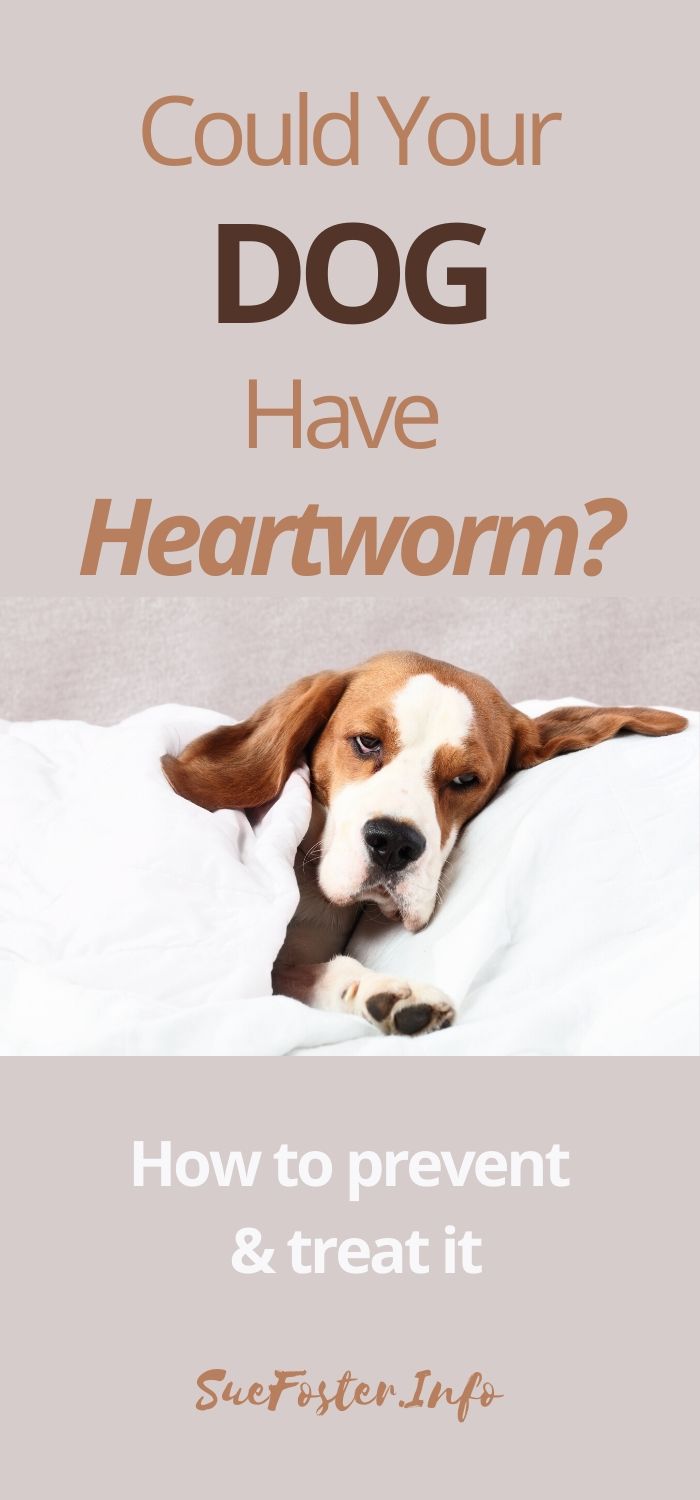 Does your dog have heartworm? Here's how to prevent and treat it.