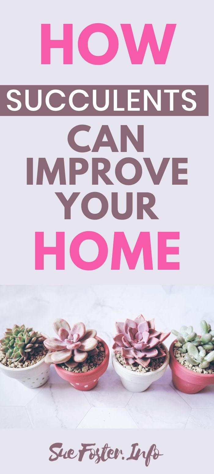 How-Succulents-Can-Improve-Your-Home-1