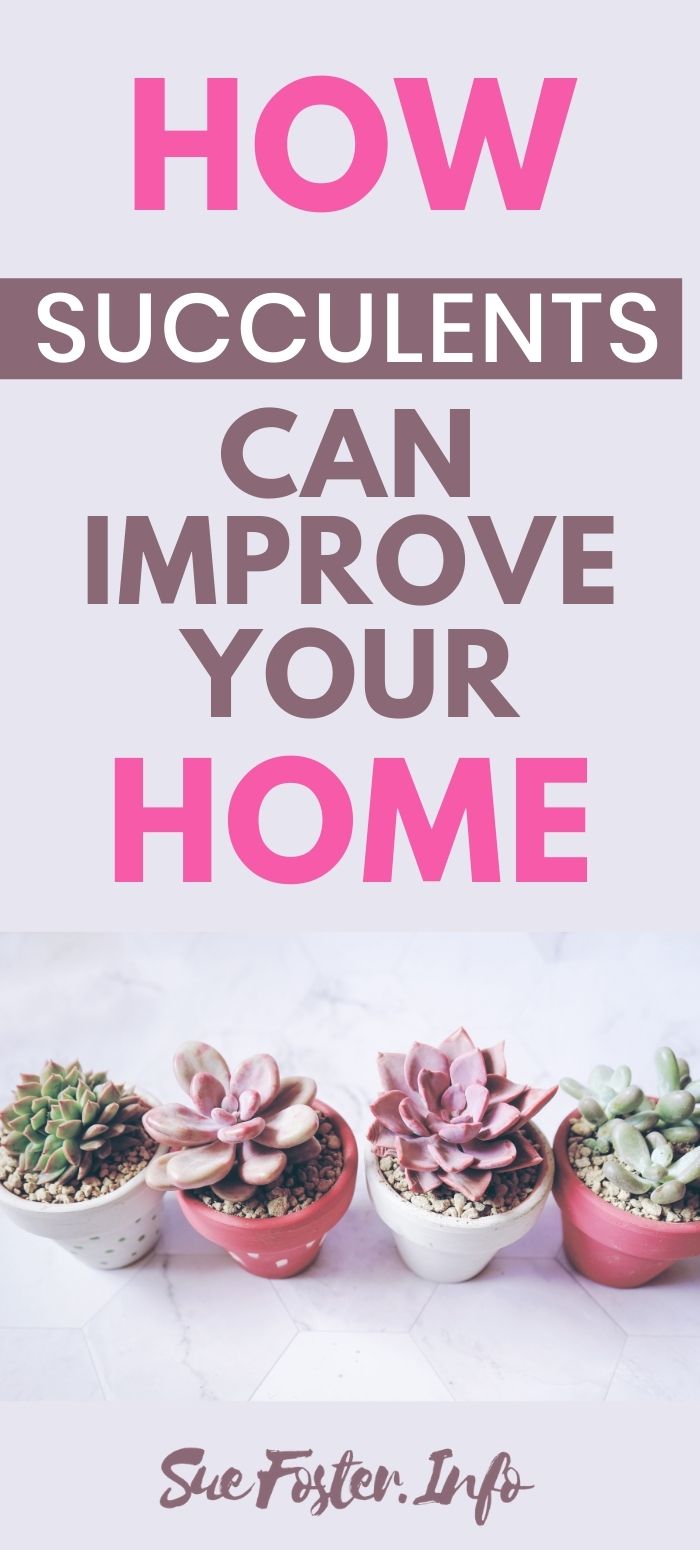 How-Succulents-Can-Improve-Your-Home-2
