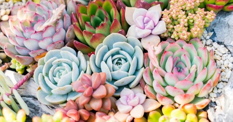 How Succulents Can Improve Your Home