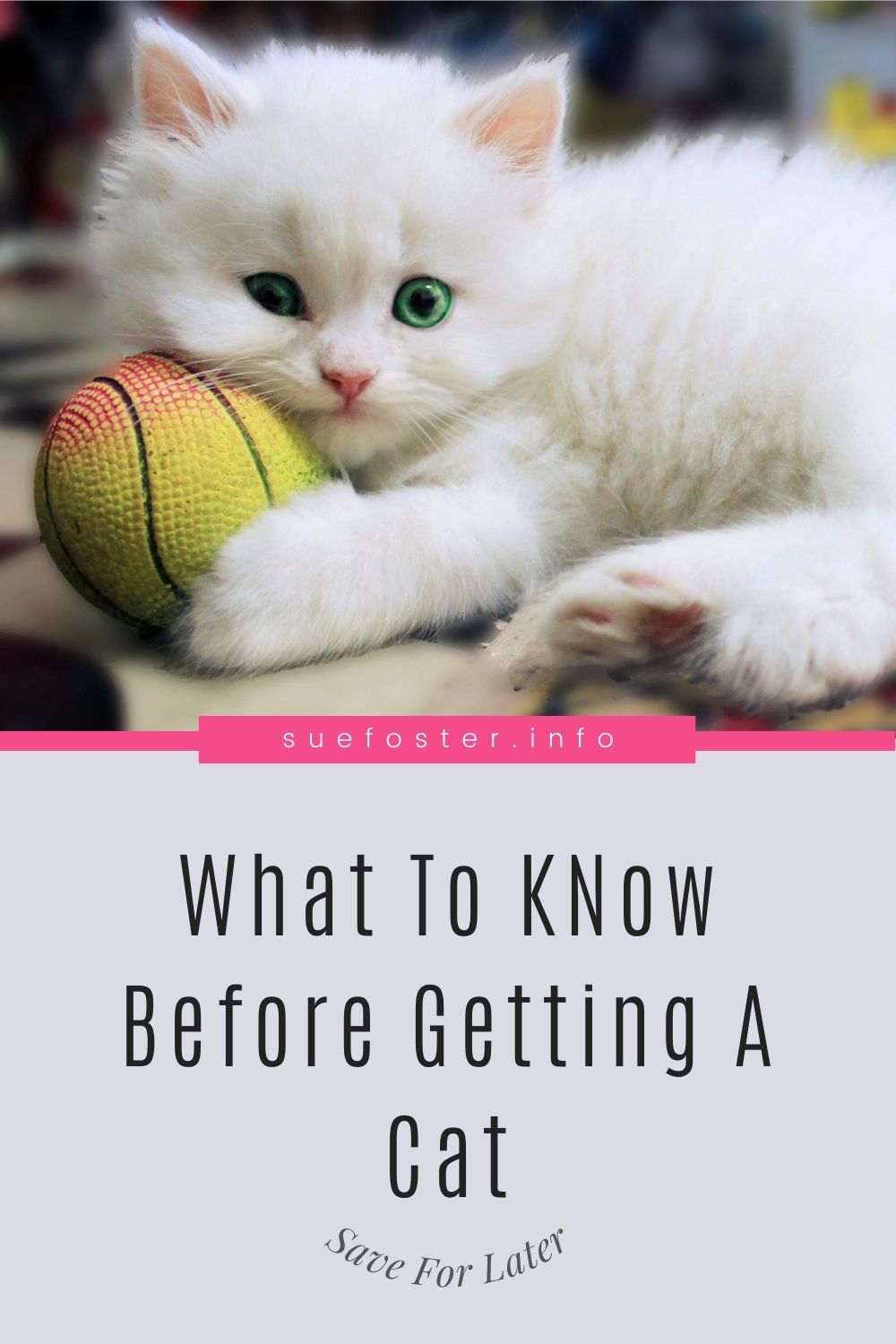 If you want to find out more about getting a cat or if you want to give your decision some more thought then you can find some important pointers in this post.