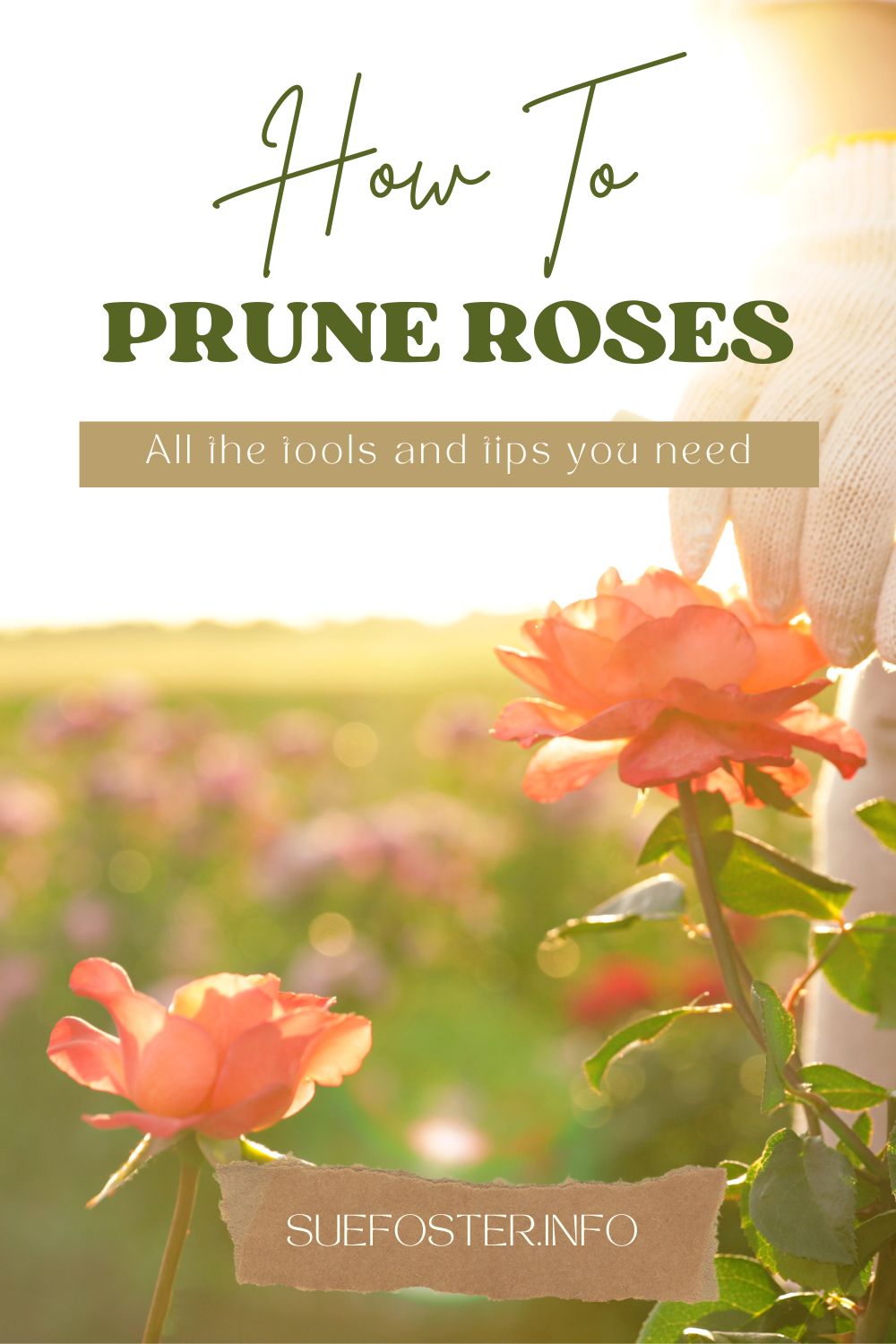 Discover the art of rose pruning with my handy guide. Learn to spot the first signs of spring growth and understand the best timing for trimming your bushes to ensure a flourishing rose garden.
