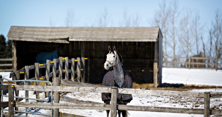 A horse outside in Winter wearing a coat.