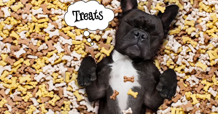 A dog dreaming of treats.