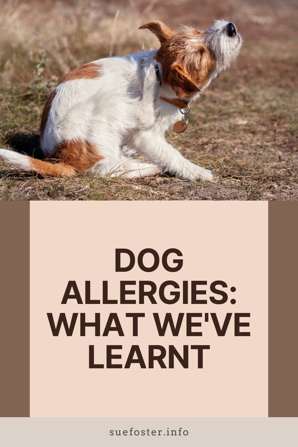 Looking after a dog with allergies can be challenging. Learn about symptoms, treatments, diet and practical tips from our experience.